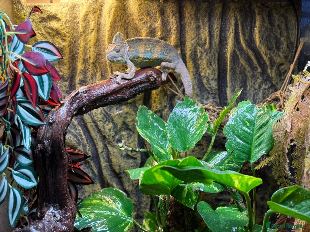 Chameleon reptiles for sale: Chameleon  in Burgess Hill - Advert 2