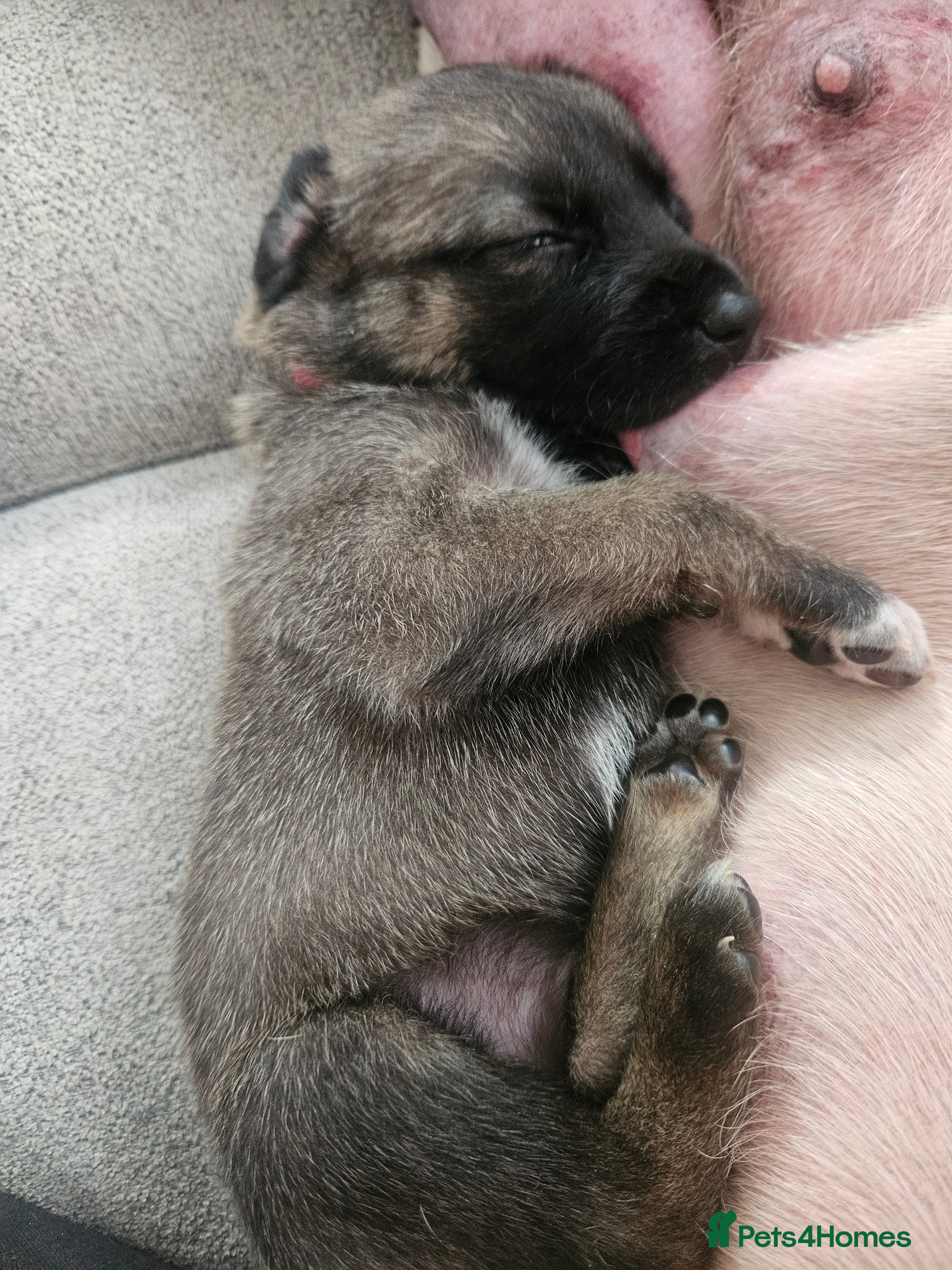 Rhodesian Ridgeback dogs Ridgeback puppies  - Advert 12