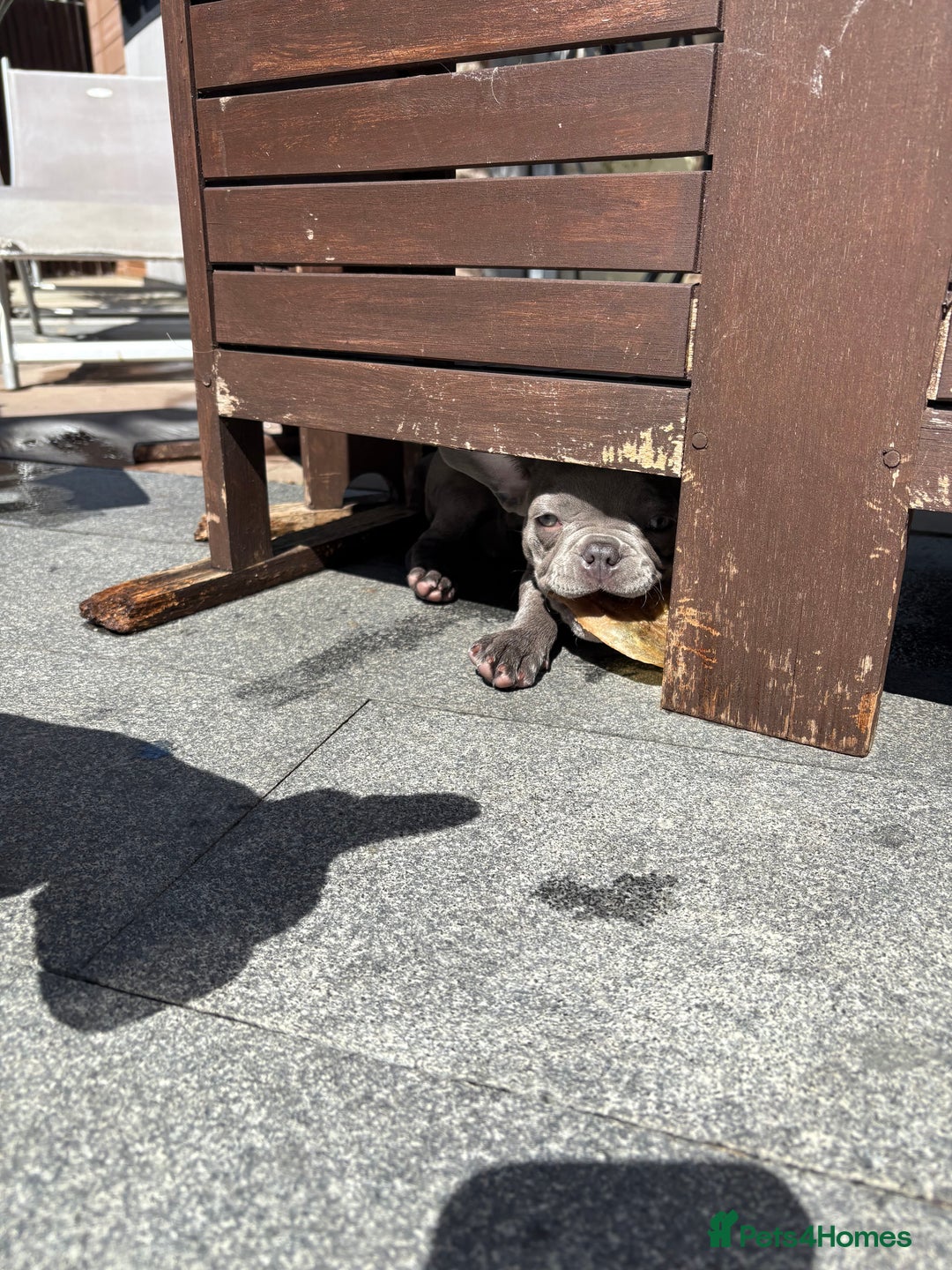 French Bulldog dogs for sale: Only 1 girl left  - Image 11