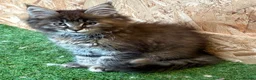 Maine Coon cats for sale: Main coon kittens  - Advert 1