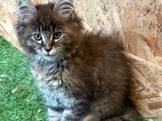 Maine Coon cats Main coon kittens - Advert 1