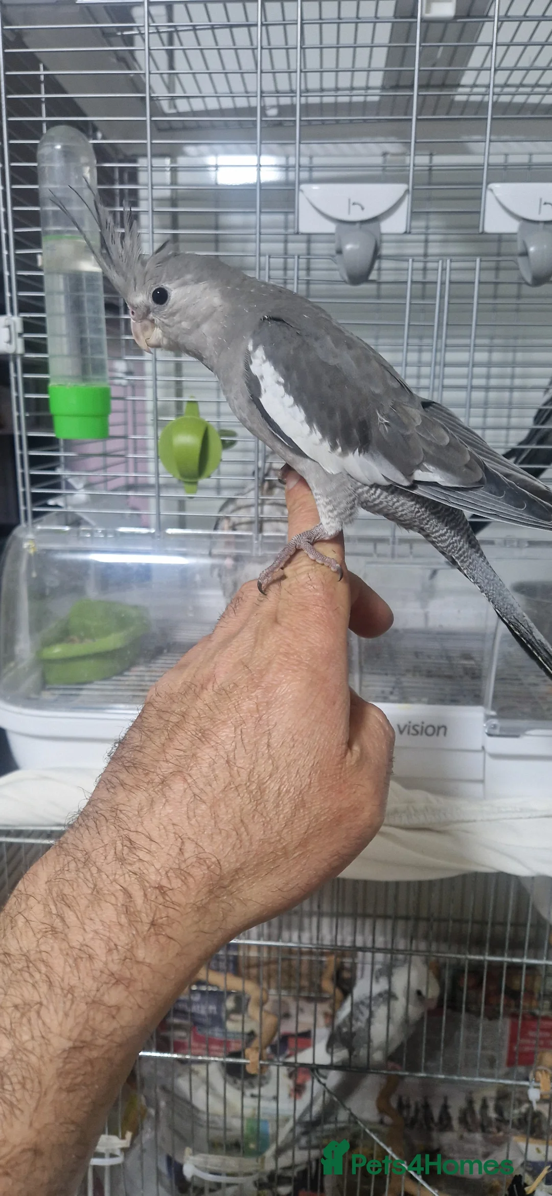Cockatiels birds for sale: Hand reared baby cockatiels  - Advert 5