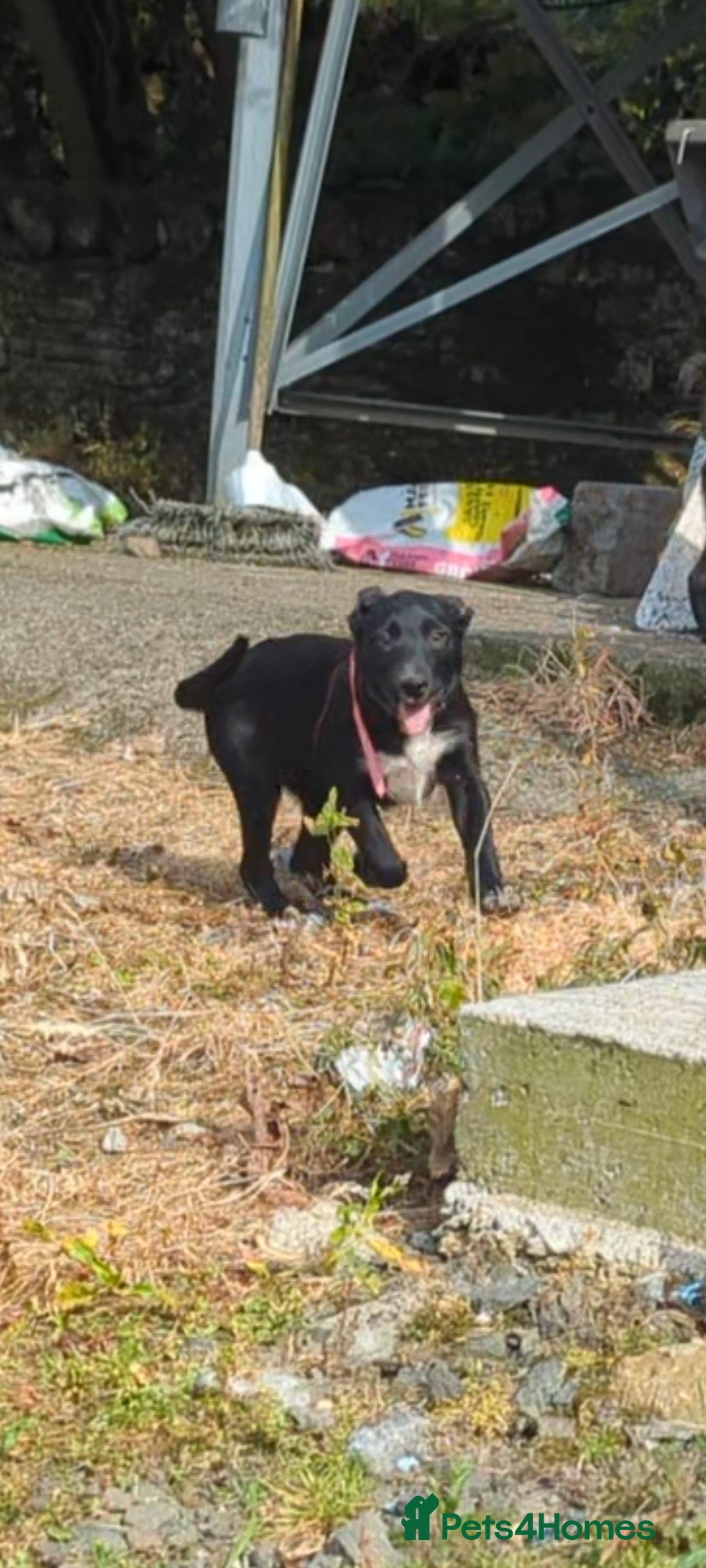 Border Collie dogs for sale: Border Collie puppies  - Image 1
