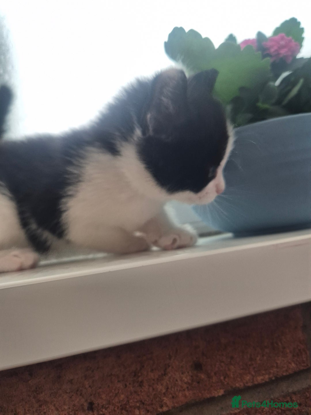 Mixed Breed cats for sale: Playful kittens🥰 - Advert 7