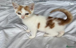 Mixed Breed cats for sale: Male female calico tortoiseshell grey kittens in Enfield - Image 11