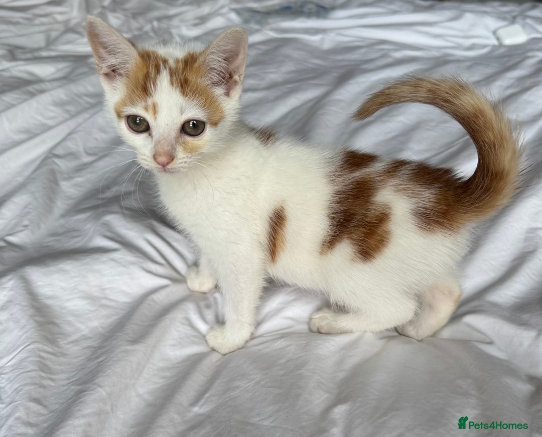 Mixed Breed cats for sale: Male female calico tortoiseshell grey kittens in Enfield - Image 11