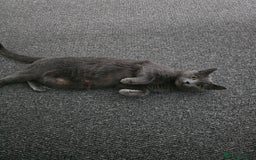 Russian Blue cats for sale: 1 Russian Blue kitten available - Advert 2