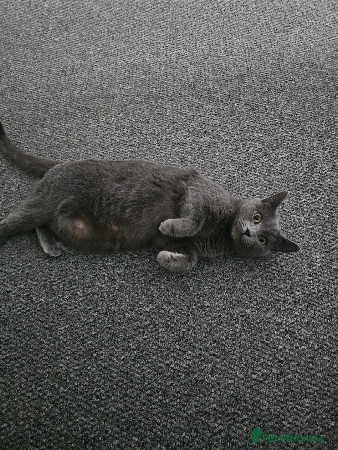 Russian Blue cats for sale: 1 Russian Blue kitten available - Advert 2