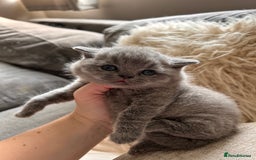British Shorthair cats for sale: British Shorthair Kittens - Image 5