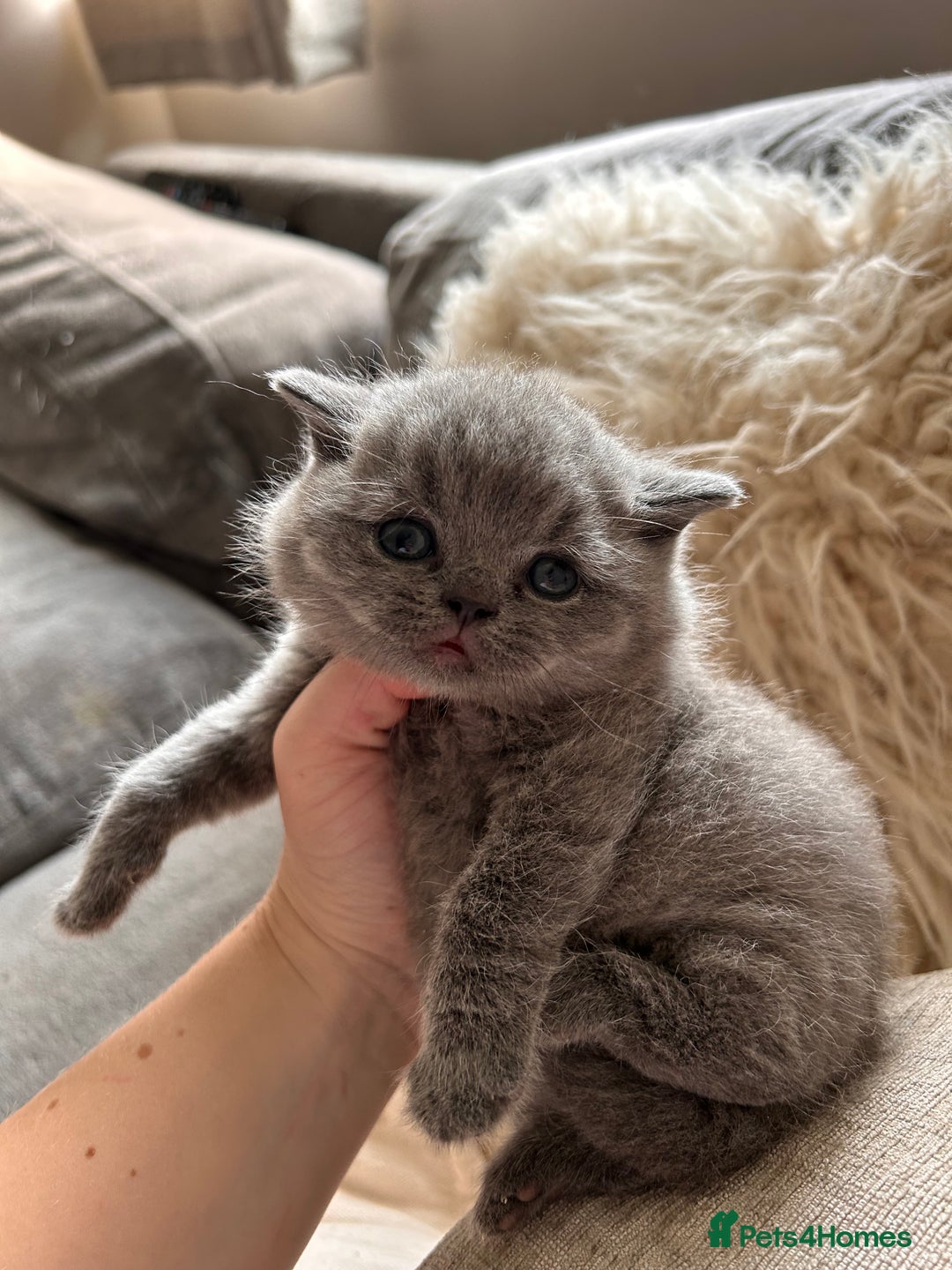 British Shorthair cats for sale: British Shorthair Kittens - Image 5