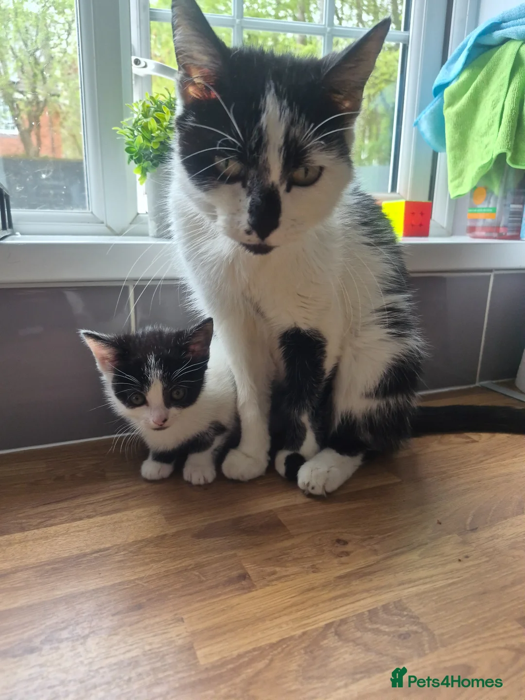 Mixed Breed cats for sale: Lovely 8 week old grey male - Advert 3