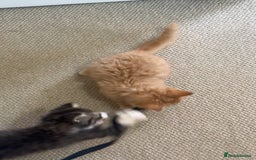 British Longhair cats for sale: 2 Very Attached Fluffy Kittens for Sale  - Image 4