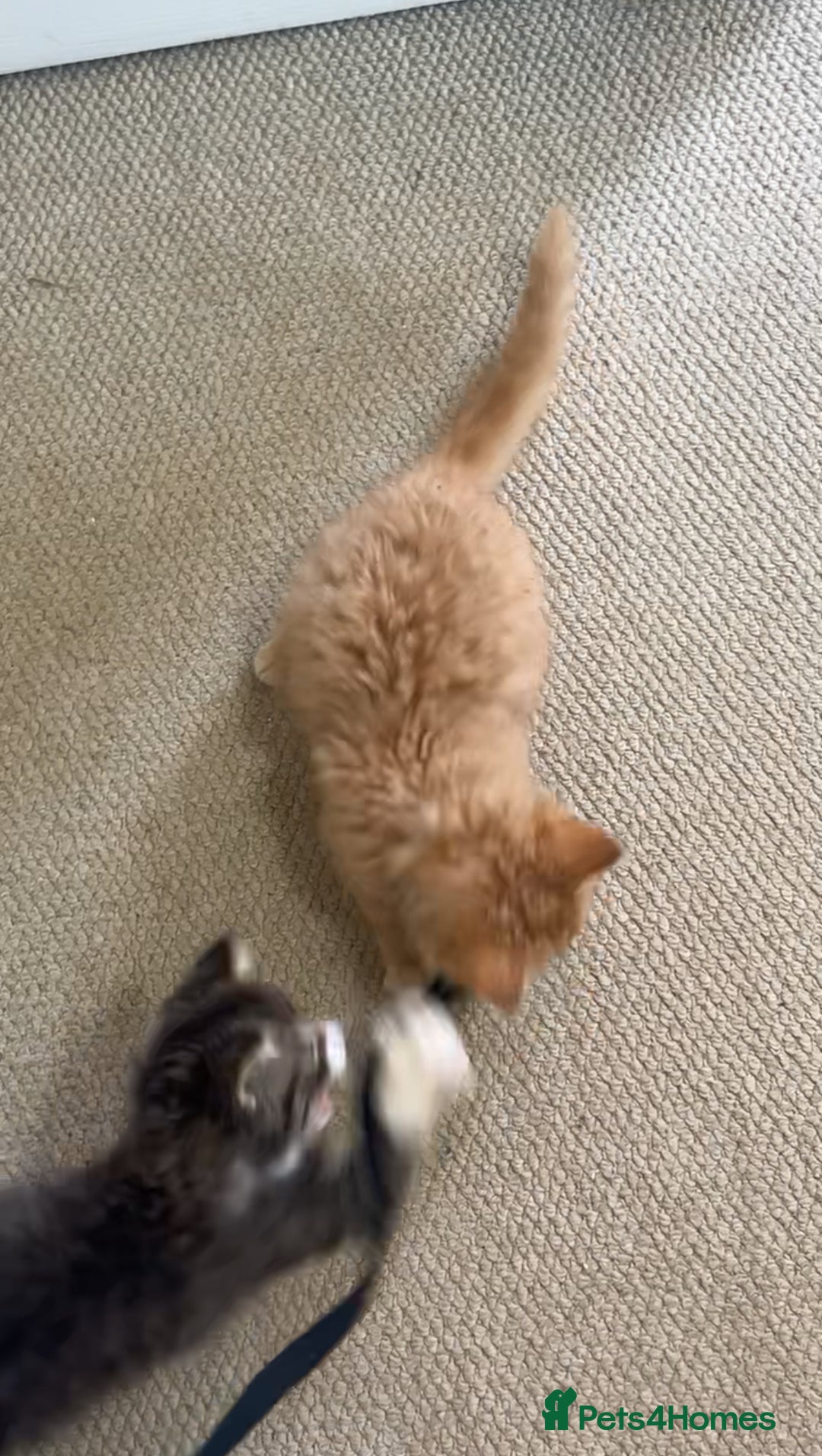 British Longhair cats for sale: 2 Very Attached Fluffy Kittens for Sale  - Image 4