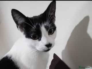 Domestic Shorthair cats Female spayed chipped vaccinated needs new home - Advert 4