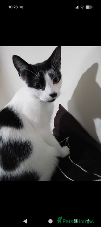 Domestic Shorthair cats Female spayed chipped vaccinated needs new home - Advert 3