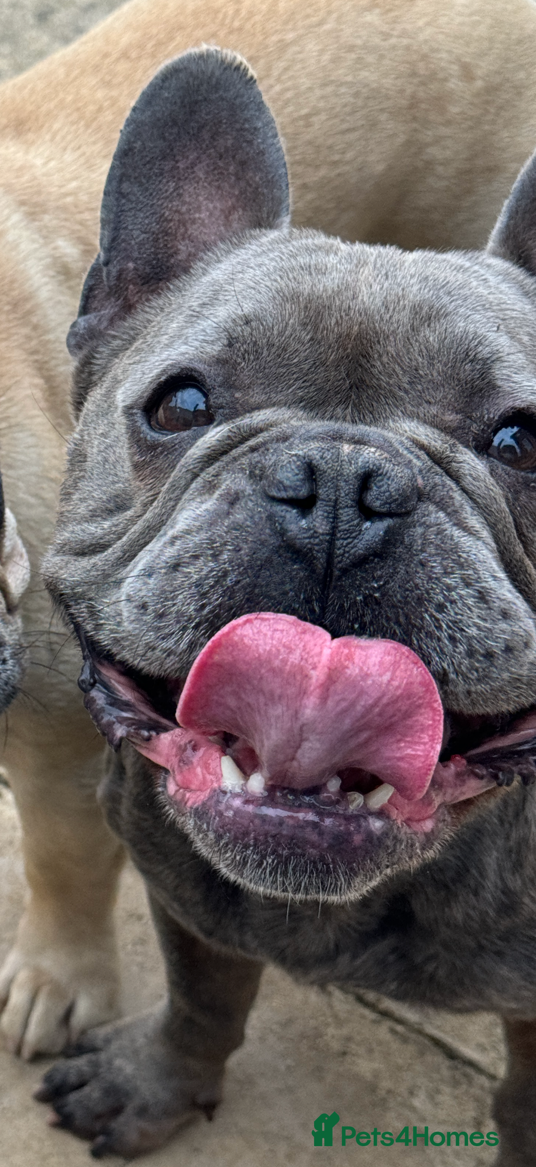 French Bulldog dogs for sale: Male French bulldog  - Advert 1