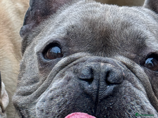 French Bulldog dogs Male French bulldog - Advert 1