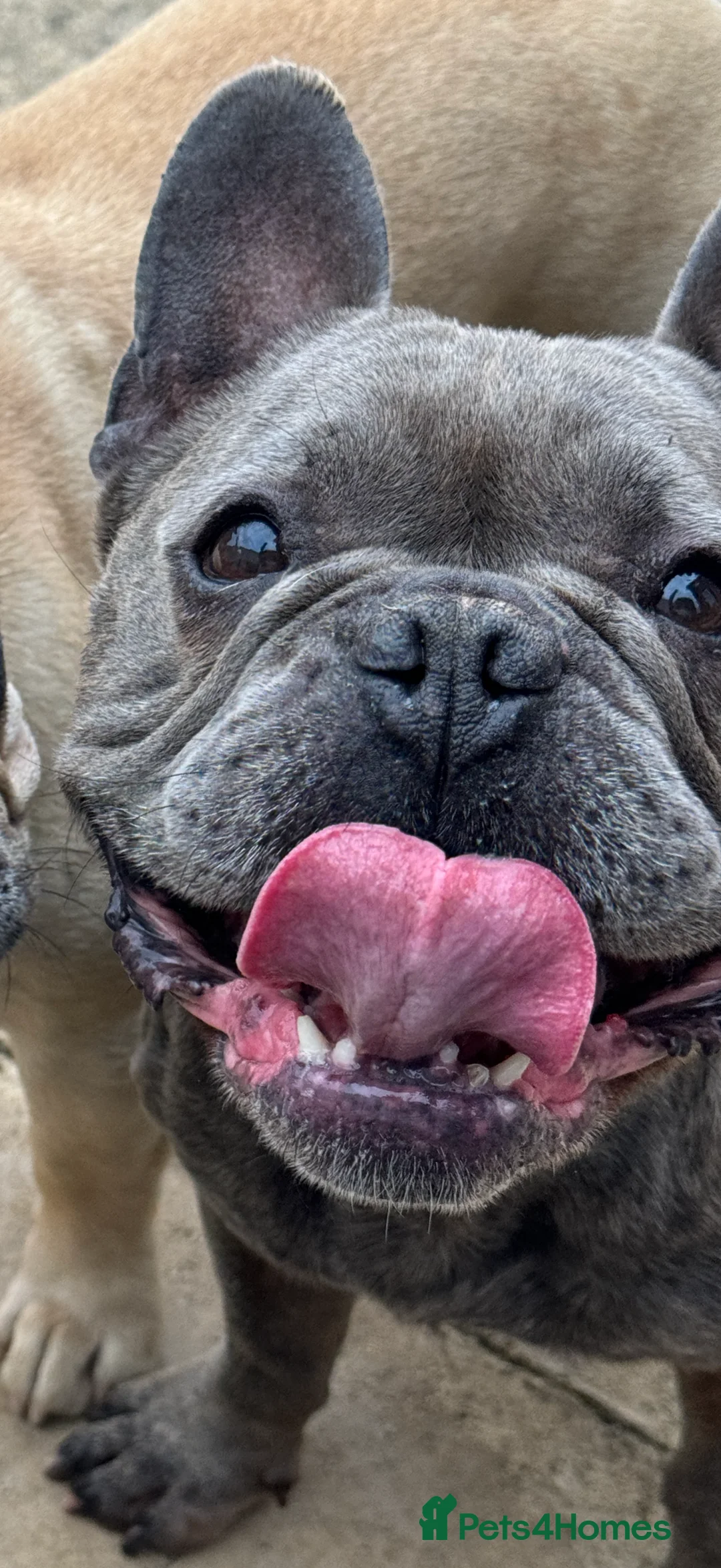 French Bulldog dogs for sale: Male French bulldog  - Advert 1