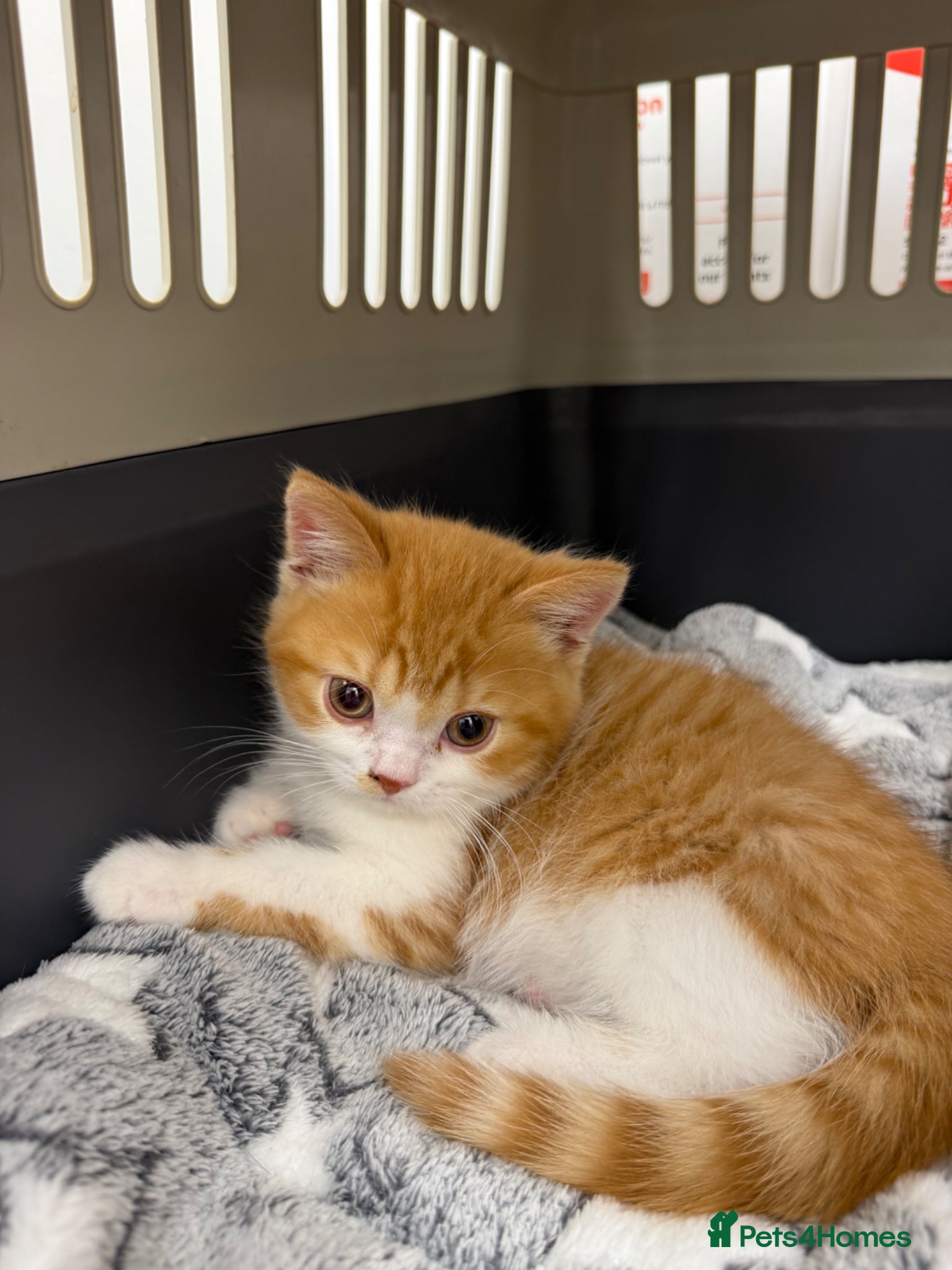 British Shorthair cats British shorthair Kitten  - Advert 2