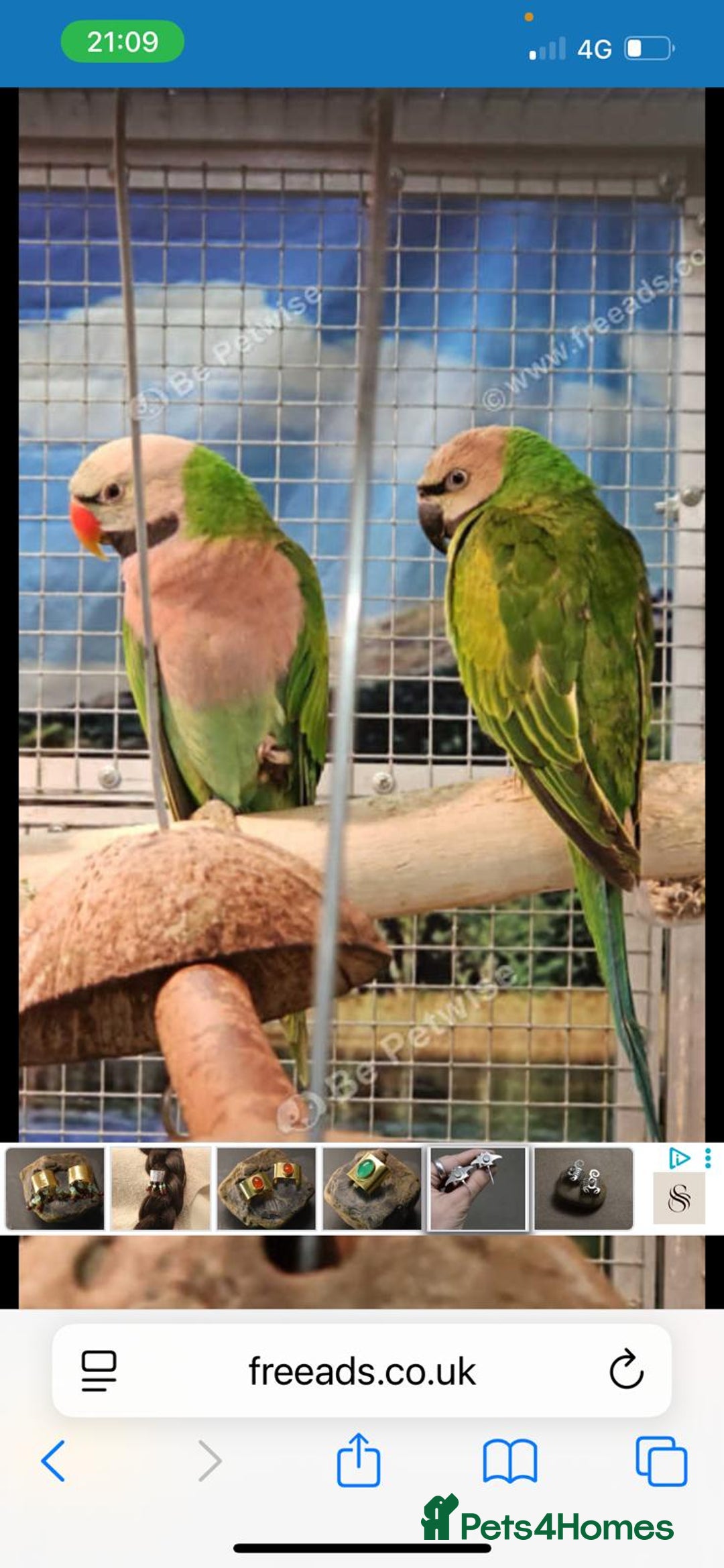 Parrots birds for sale: LOOK! BIRDS/PARAKEETS/PARROTS AVAILABLE  - Image 26