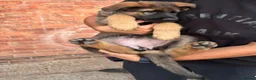 German Shepherd dogs for sale: 9 German shepherd puppies - Advert 21