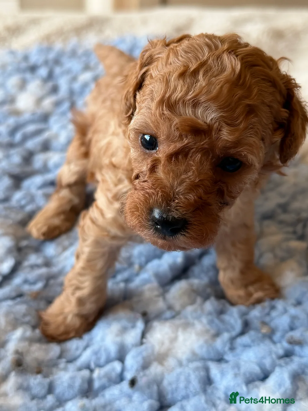 Toy Poodle dogs for sale: Toy poodle pups  - Advert 8