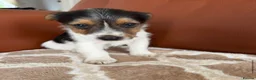 Mixed Breed dogs for sale: Yorkshire terrier X Jack Russell in Harlow - Advert 13