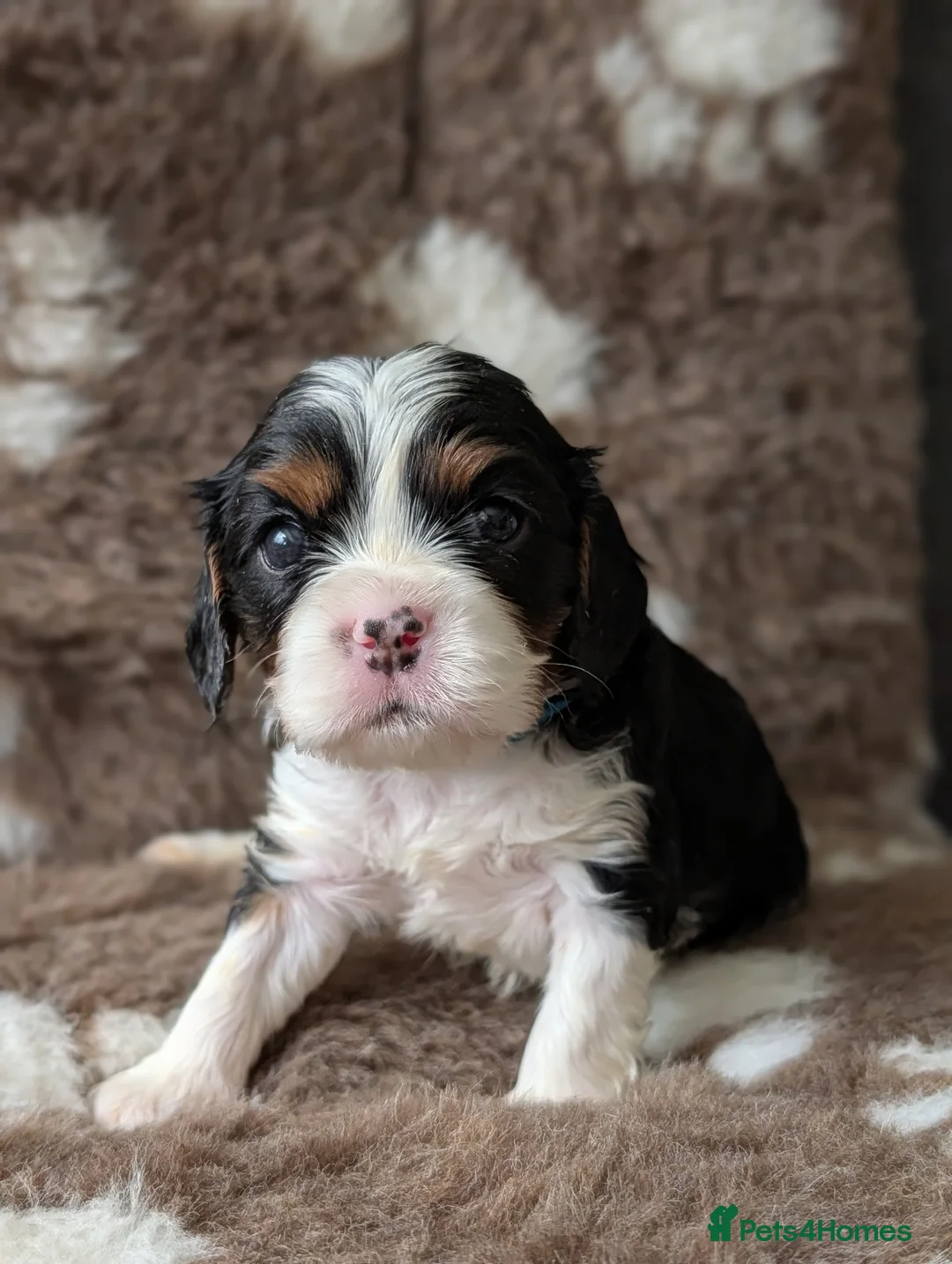 Cavalier King Charles Spaniel dogs for sale: LAST DNA TESTED CAVALIER KING CHARLES SPANIEL - Advert 18