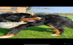 Bernedoodle dogs for sale: F1 Standard Bernedoodle Puppies LN8 - Image 7