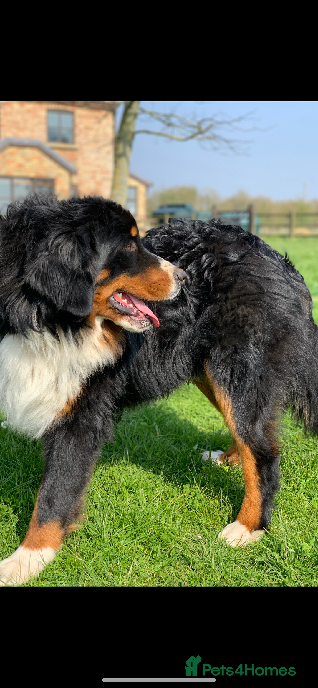 Bernedoodle dogs for sale: F1 Standard Bernedoodle Puppies LN8 - Image 7