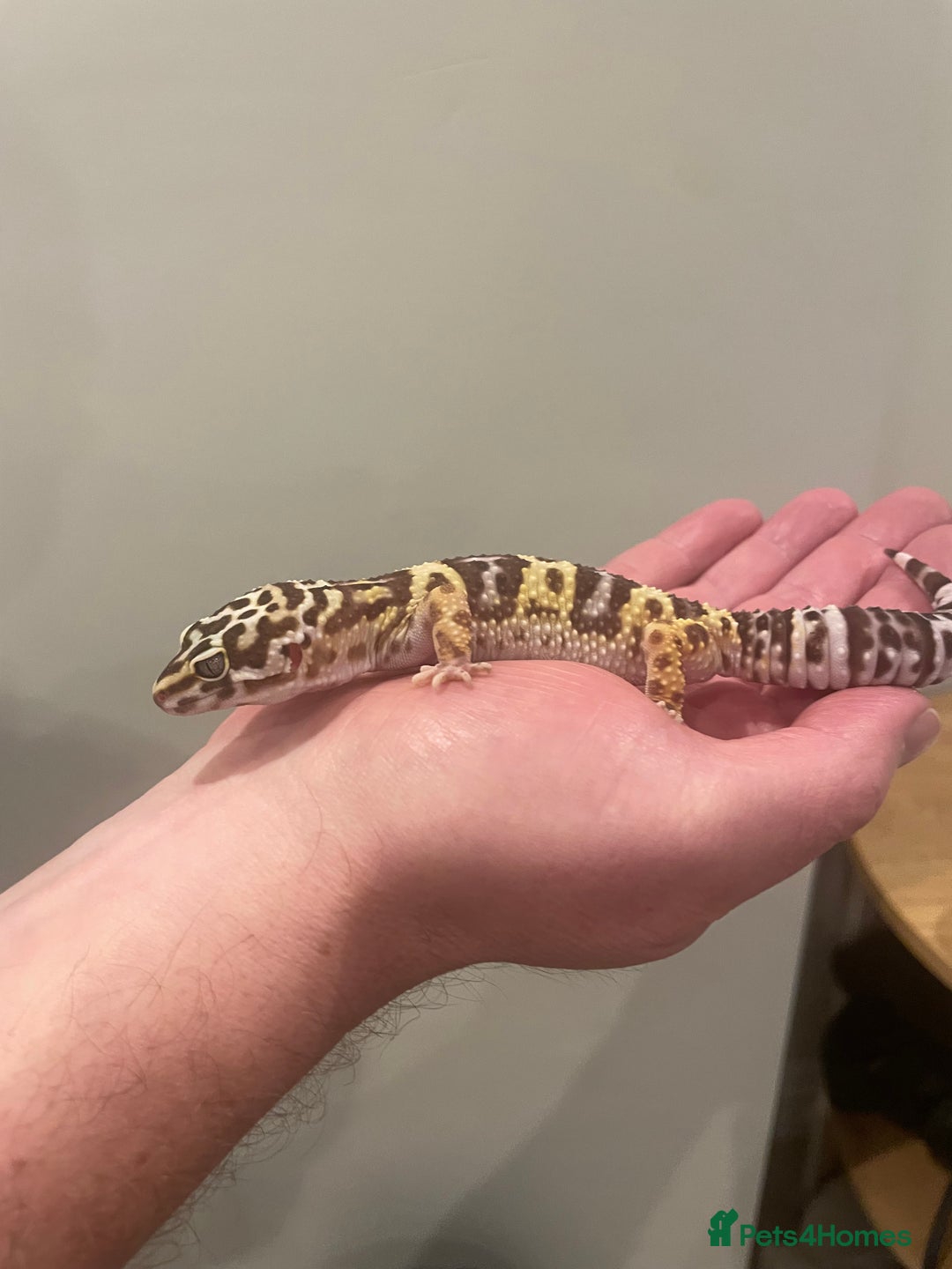 Leopard Gecko reptiles for sale: Female leopard gecko  - Image 4