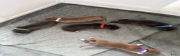 Mixed Breed dogs for sale: Border Collie x American Bully pups  - Advert 2