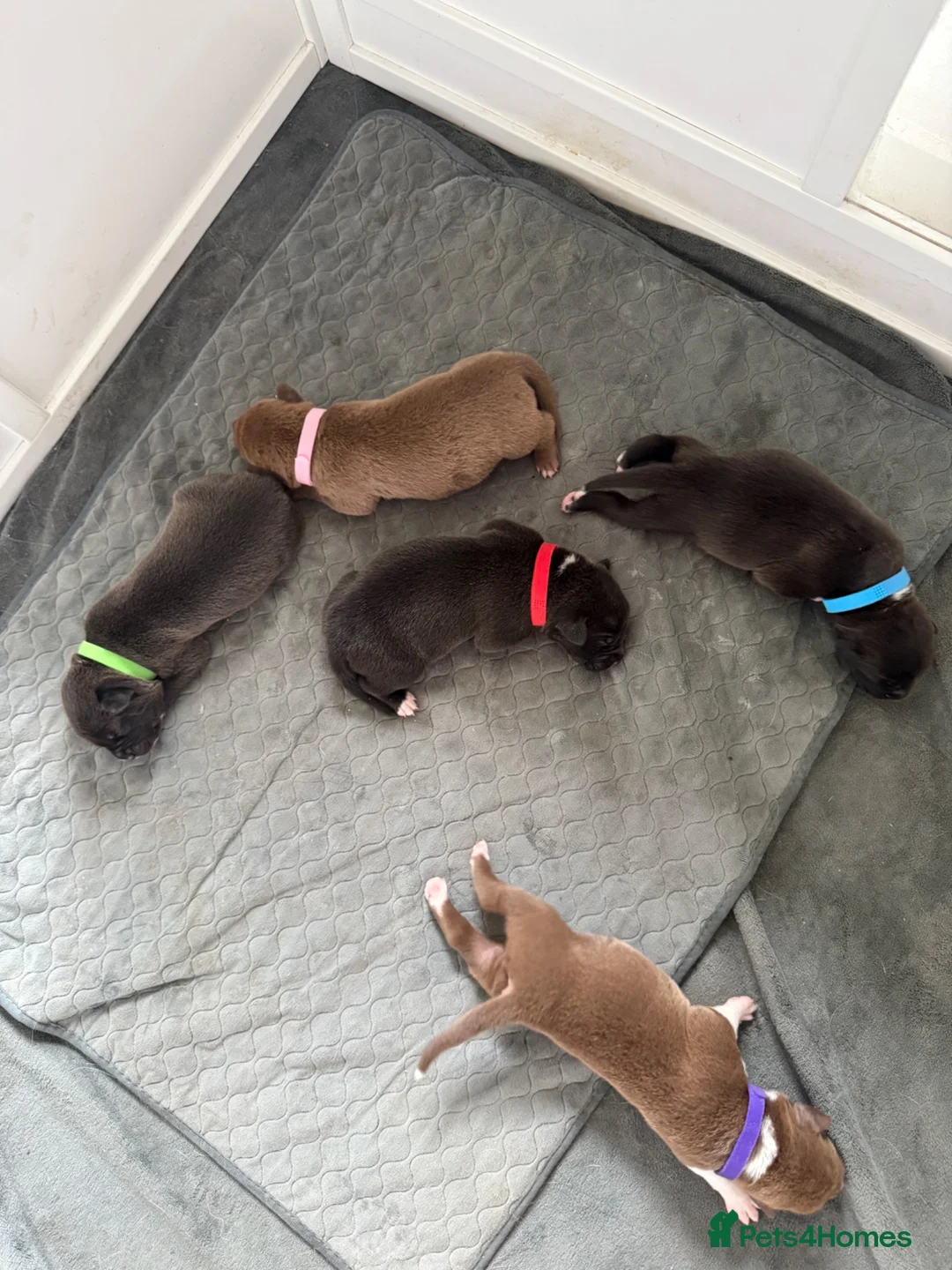 Mixed Breed dogs for sale: Border Collie x American Bully pups  - Advert 2