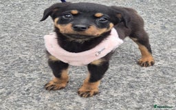 Rottweiler dogs for sale: Gorgeous 9-Week-Old Female Rottweiler Puppy –m - Image 1