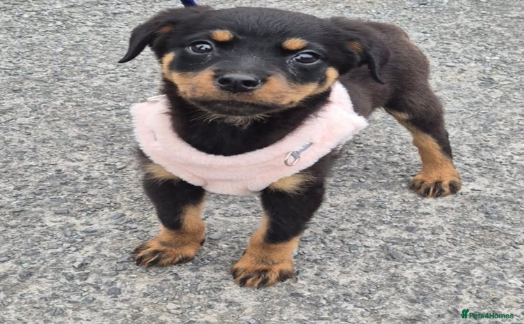 Rottweiler dogs - Advert 5