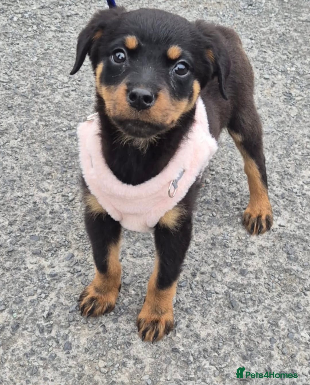 Rottweiler dogs for sale: Gorgeous 9-Week-Old Female Rottweiler Puppy –m - Image 1