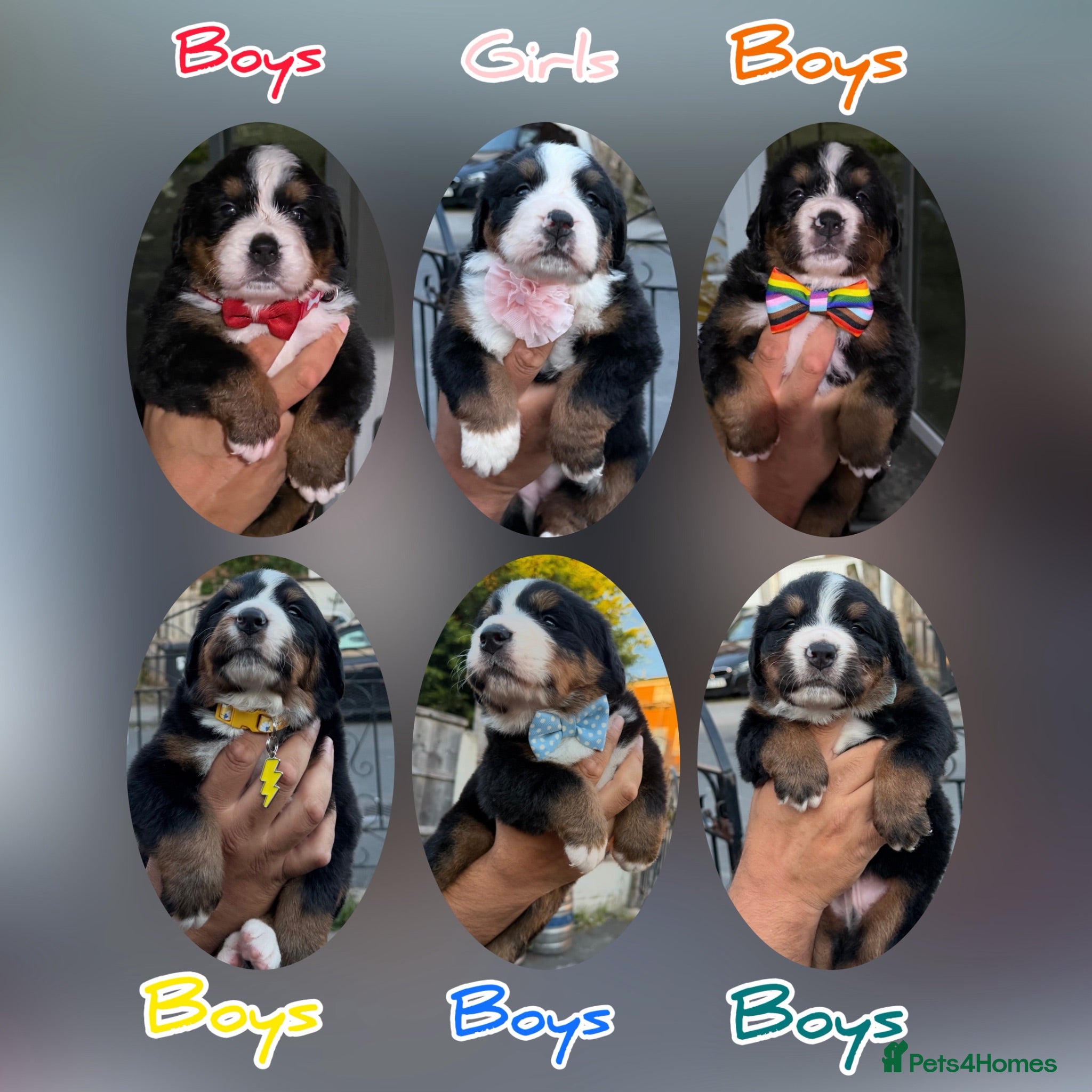 Bernese Mountain Dog dogs Bernese mountain Puppy  - Advert 1