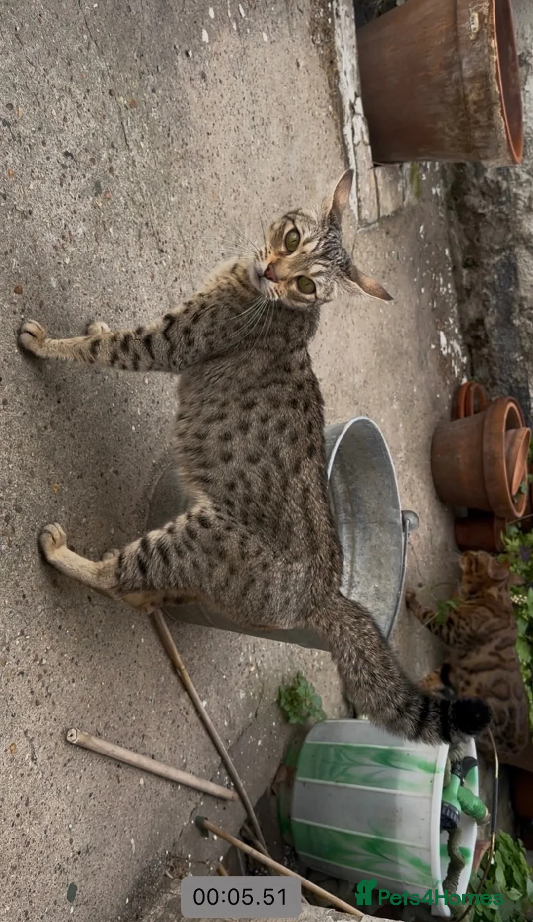 Savannah cats for sale: Beautiful savanah F4 female ready to leave  - Advert 2