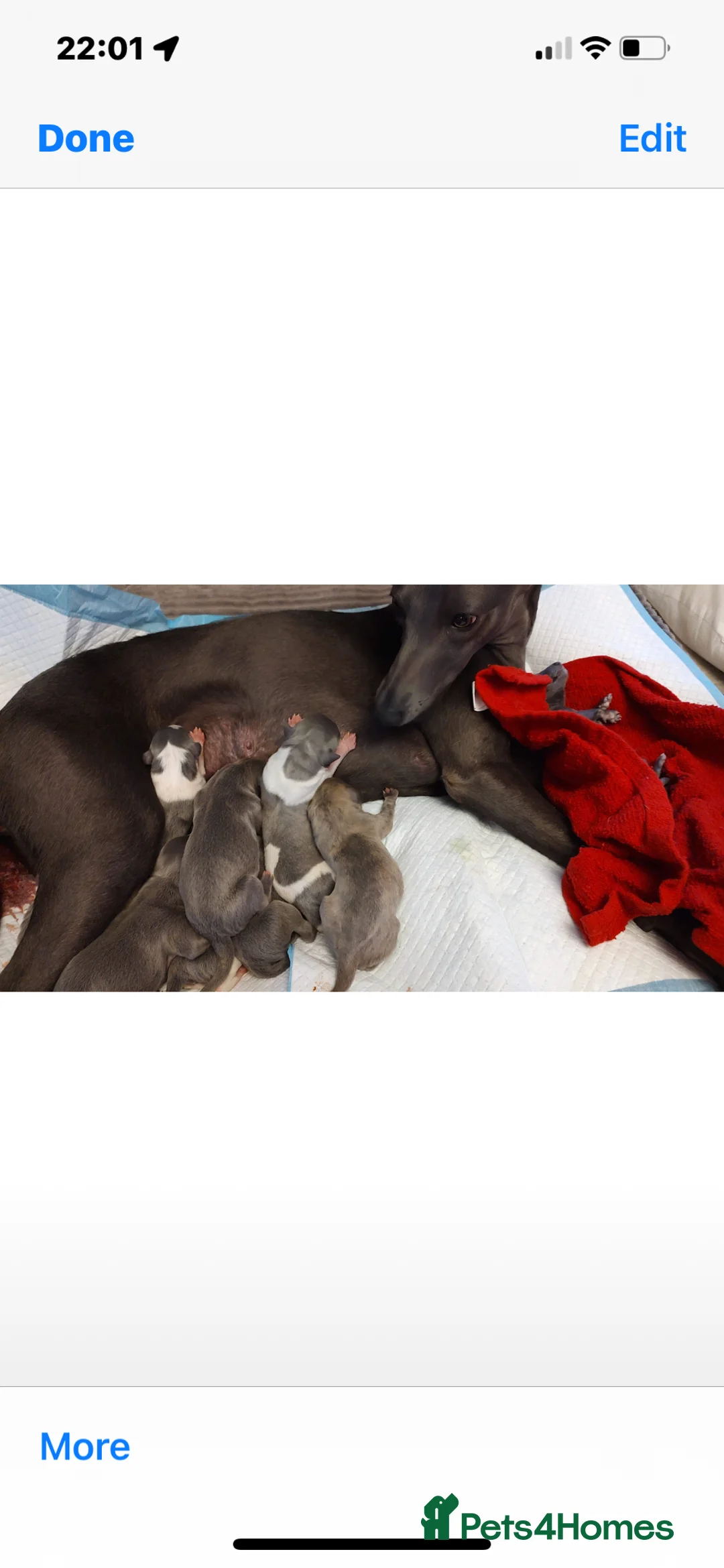 Whippet dogs for stud: Small 19",heart test clear,Full Blue Kc reg stud in Bishop Auckland - Advert 26