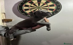 Staffordshire Bull Terrier dogs for sale: Clever Blue Staffordshire Bull Terriers For Sale - Image 6