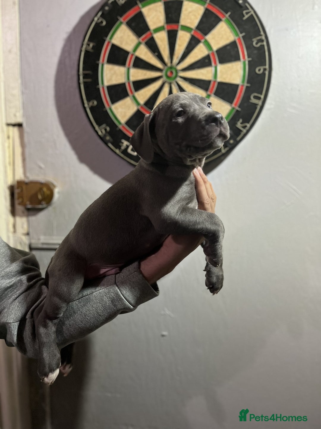 Staffordshire Bull Terrier dogs for sale: Clever Blue Staffordshire Bull Terriers For Sale - Image 6