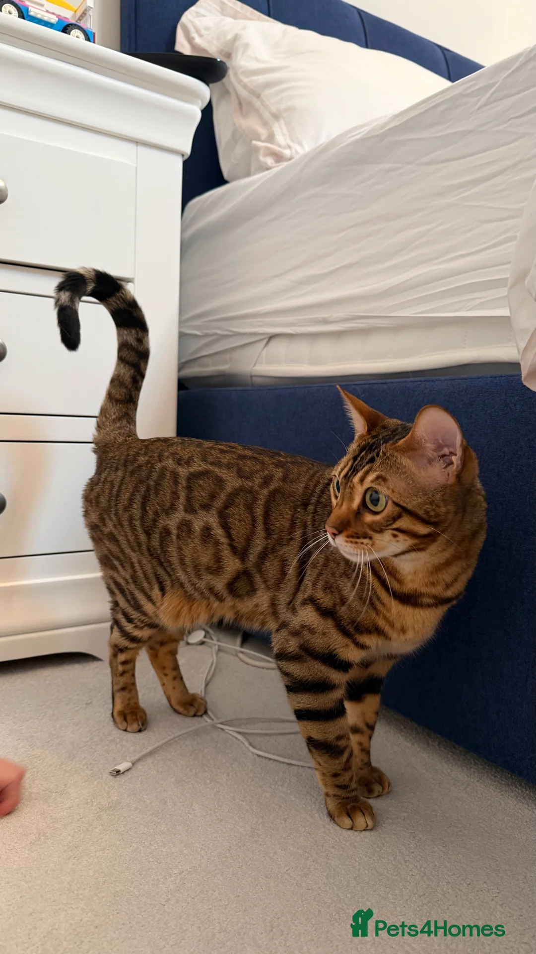 Bengal cats for sale: Beautiful Bengal girl - amazing markings - Advert 5
