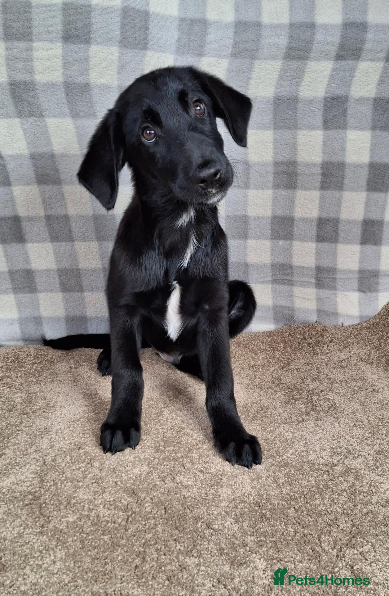 Mixed Breed dogs Flatcoated retriever x border collie puppies - Advert 1