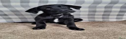 Mixed Breed dogs for sale: Flatcoated retriever x border collie puppies - Advert 1