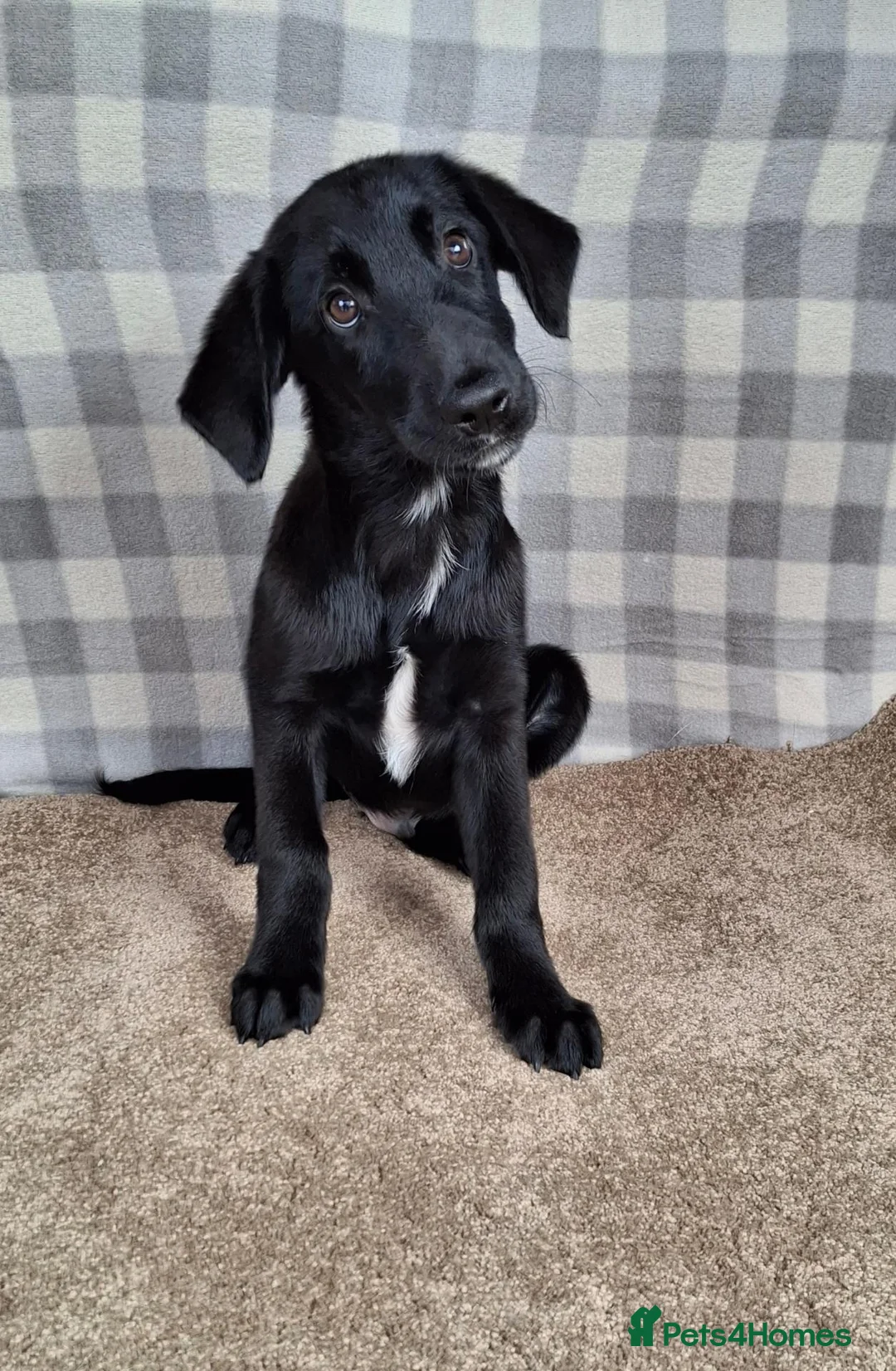 Mixed Breed dogs for sale: Flatcoated retriever x border collie puppies - Advert 1