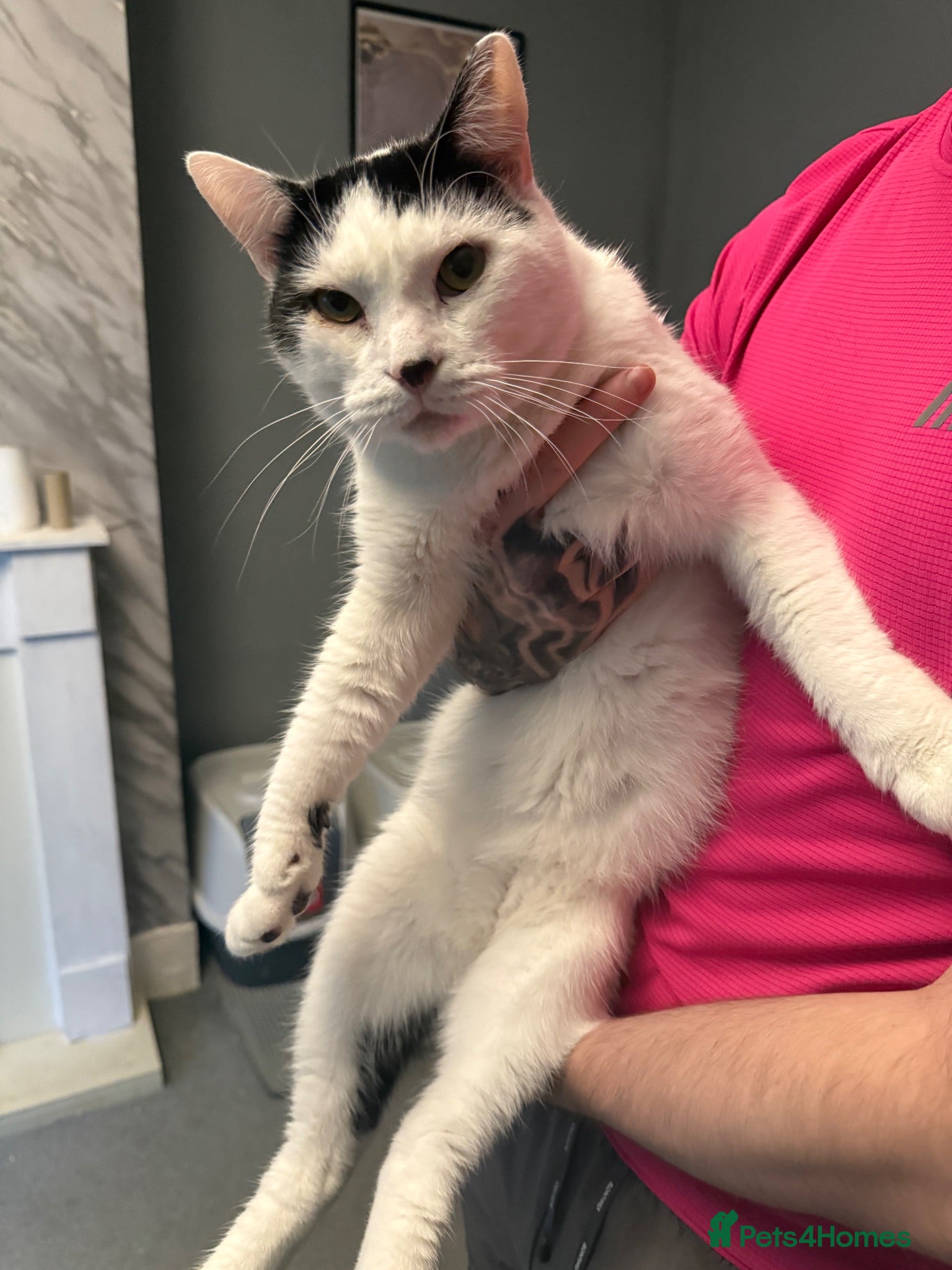 Mixed Breed cats free to a good home  - Advert 5
