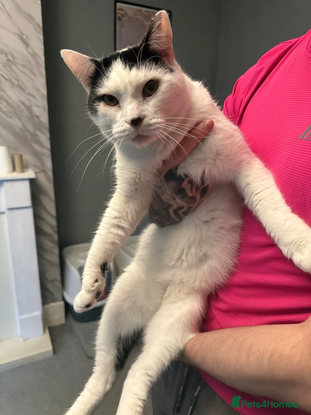 Mixed Breed cats for sale:  **   in Northwich - Advert 1