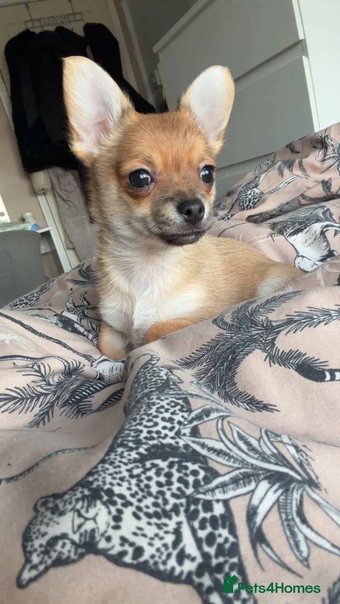 Chihuahua dogs for sale: Chihuahua  - Advert 4