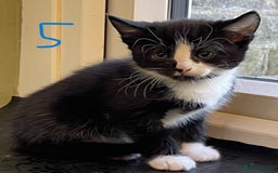 Mixed Breed cats for sale: Friendly kittens looking for loving homes 🐾 - Image 4
