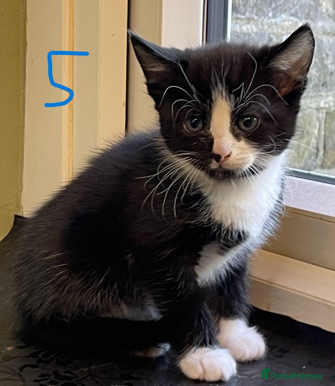 Mixed Breed cats for sale: Friendly kittens looking for loving homes 🐾 - Image 4